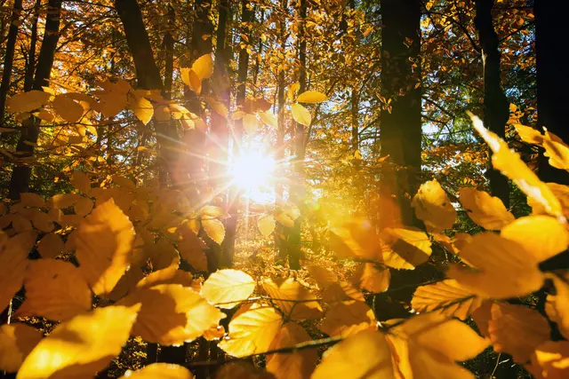 Herbststimmung im Wald